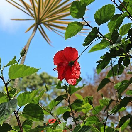 Morada Dos Hibiscos Hotell Praia do Rosa Eksteriør bilde