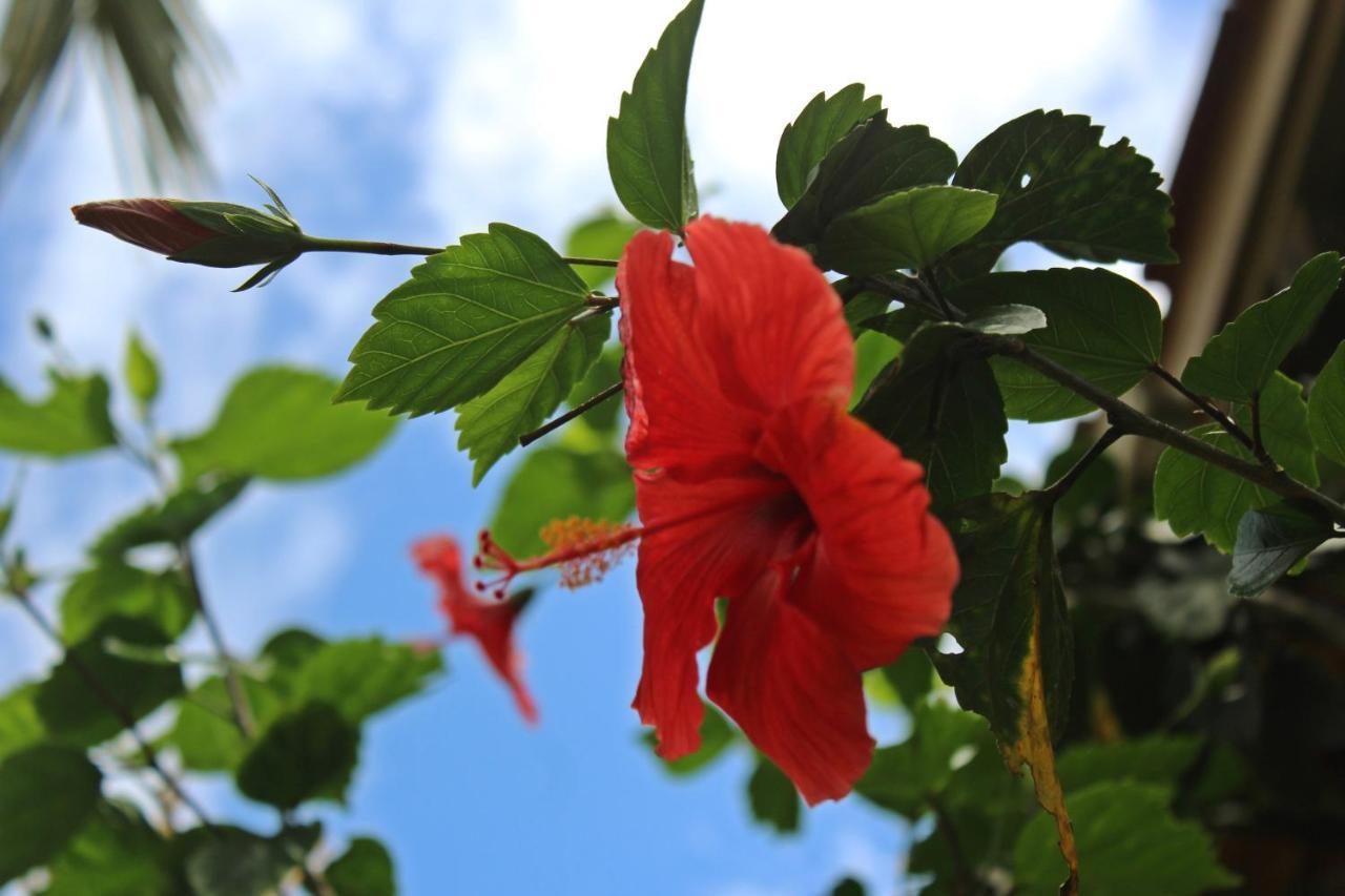 Morada Dos Hibiscos Hotell Praia do Rosa Eksteriør bilde