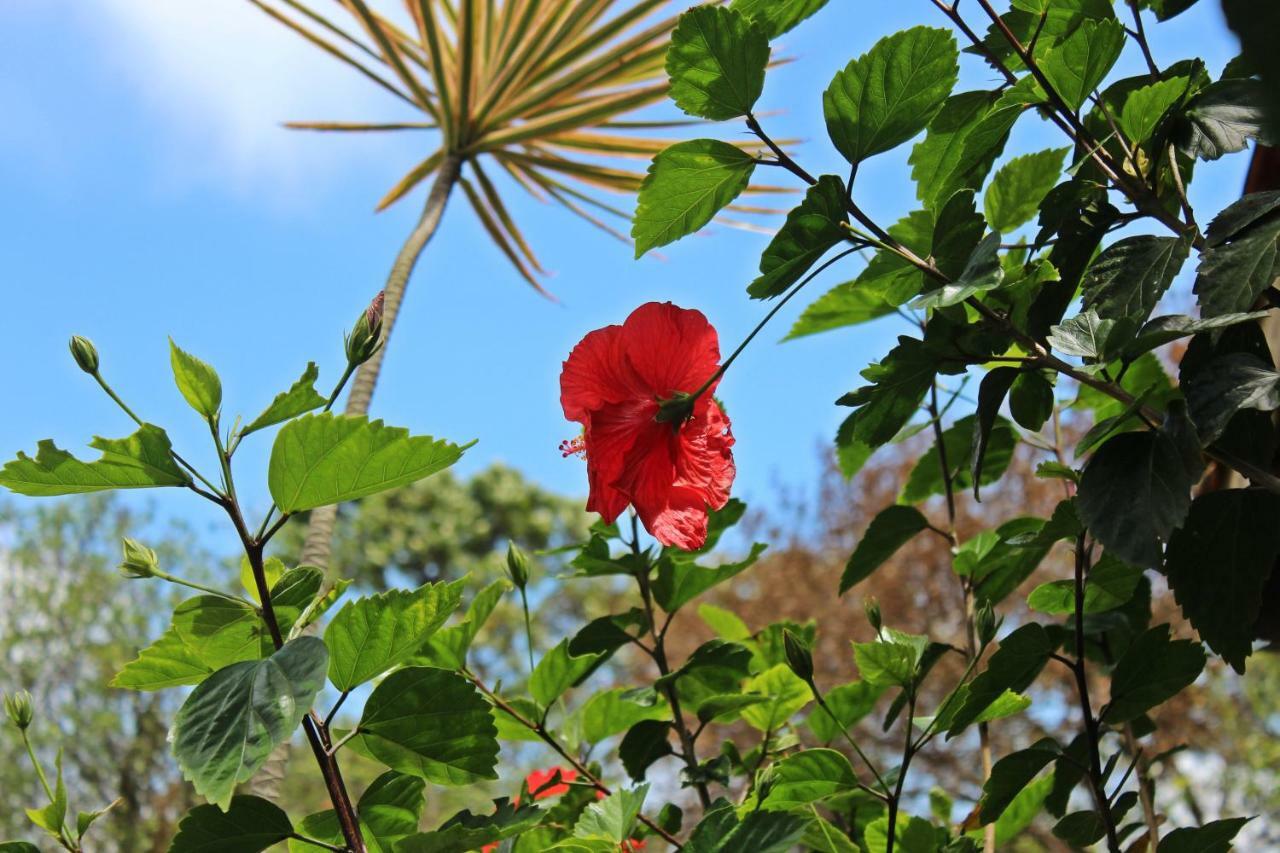 Morada Dos Hibiscos Hotell Praia do Rosa Eksteriør bilde